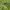 Baltakaktė skėtė - Leucorrhinia albifrons | Fotografijos autorius : Dalia Račkauskaitė | © Macrogamta.lt | Šis tinklapis priklauso bendruomenei kuri domisi makro fotografija ir fotografuoja gyvąjį makro pasaulį.