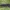 Baltakraštis stiebastraublis - Lixus albomarginatus | Fotografijos autorius : Žilvinas Pūtys | © Macrogamta.lt | Šis tinklapis priklauso bendruomenei kuri domisi makro fotografija ir fotografuoja gyvąjį makro pasaulį.