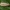 Baltakraštis stiebinukas - Donacaula mucronella | Fotografijos autorius : Žilvinas Pūtys | © Macrogamta.lt | Šis tinklapis priklauso bendruomenei kuri domisi makro fotografija ir fotografuoja gyvąjį makro pasaulį.
