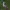 Baltapetis akleris - Acleris variegana | Fotografijos autorius : Gintautas Steiblys | © Macrogamta.lt | Šis tinklapis priklauso bendruomenei kuri domisi makro fotografija ir fotografuoja gyvąjį makro pasaulį.