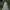 Baltasis strėlinukas - Acronicta leporina | Fotografijos autorius : Gintautas Steiblys | © Macrogamta.lt | Šis tinklapis priklauso bendruomenei kuri domisi makro fotografija ir fotografuoja gyvąjį makro pasaulį.