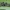 Baltasparnis ankstyvasis pelėdgalvis - Orthosia miniosa, vikšras | Fotografijos autorius : Gintautas Steiblys | © Macrogamta.lt | Šis tinklapis priklauso bendruomenei kuri domisi makro fotografija ir fotografuoja gyvąjį makro pasaulį.
