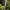 Baltaviršūnis elniagrybis - Xylaria hypoxylon | Fotografijos autorius : Gintautas Steiblys | © Macrogamta.lt | Šis tinklapis priklauso bendruomenei kuri domisi makro fotografija ir fotografuoja gyvąjį makro pasaulį.