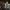 Baltaviršūnis elniagrybis - Xylaria hypoxylon | Fotografijos autorius : Žilvinas Pūtys | © Macrogamta.lt | Šis tinklapis priklauso bendruomenei kuri domisi makro fotografija ir fotografuoja gyvąjį makro pasaulį.