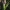Baltijinė gegūnė - Dactylorhiza majalis subsp. baltica | Fotografijos autorius : Agnė Našlėnienė | © Macrogamta.lt | Šis tinklapis priklauso bendruomenei kuri domisi makro fotografija ir fotografuoja gyvąjį makro pasaulį.