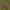 Baltijinė gegūnė - Dactylorhiza majalis subsp. baltica | Fotografijos autorius : Kęstutis Obelevičius | © Macrogamta.lt | Šis tinklapis priklauso bendruomenei kuri domisi makro fotografija ir fotografuoja gyvąjį makro pasaulį.
