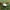 Baltoji žvynabudėlė - Lepiota erminea | Fotografijos autorius : Vitalij Drozdov | © Macrogamta.lt | Šis tinklapis priklauso bendruomenei kuri domisi makro fotografija ir fotografuoja gyvąjį makro pasaulį.