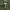 Baltoji guotainė - Cuphophyllus virgineus  | Fotografijos autorius : Vytautas Gluoksnis | © Macrogamta.lt | Šis tinklapis priklauso bendruomenei kuri domisi makro fotografija ir fotografuoja gyvąjį makro pasaulį.