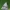 Baltoji nolija - Meganola albula | Fotografijos autorius : Gintautas Steiblys | © Macrogamta.lt | Šis tinklapis priklauso bendruomenei kuri domisi makro fotografija ir fotografuoja gyvąjį makro pasaulį.
