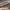 Baltojo strėlinuko - Acronicta leporina vikšras | Fotografijos autorius : Gintautas Steiblys | © Macrogamta.lt | Šis tinklapis priklauso bendruomenei kuri domisi makro fotografija ir fotografuoja gyvąjį makro pasaulį.