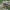Ryškiapilvė kampuotblakė - Stictopleurus punctatonervosus ♂ | Fotografijos autorius : Žilvinas Pūtys | © Macronature.eu | Macro photography web site