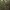 Banksija - Banksia serrata | Fotografijos autorius : Žilvinas Pūtys | © Macrogamta.lt | Šis tinklapis priklauso bendruomenei kuri domisi makro fotografija ir fotografuoja gyvąjį makro pasaulį.