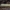 Barštinis stiebalindis - Phytoecia cylindrica, lerva | Fotografijos autorius : Žilvinas Pūtys | © Macrogamta.lt | Šis tinklapis priklauso bendruomenei kuri domisi makro fotografija ir fotografuoja gyvąjį makro pasaulį.