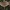 Barzdotasis baltikas - Tricholoma vaccinum | Fotografijos autorius : Žilvinas Pūtys | © Macrogamta.lt | Šis tinklapis priklauso bendruomenei kuri domisi makro fotografija ir fotografuoja gyvąjį makro pasaulį.