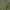 Turneforo garstyčia -  Brassica tournefortii | Fotografijos autorius : Gintautas Steiblys | © Macrogamta.lt | Šis tinklapis priklauso bendruomenei kuri domisi makro fotografija ir fotografuoja gyvąjį makro pasaulį.