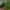 Pajūrinis voržiedis - Hymenocallis littoralis | Fotografijos autorius : Nomeda Vėlavičienė | © Macrogamta.lt | Šis tinklapis priklauso bendruomenei kuri domisi makro fotografija ir fotografuoja gyvąjį makro pasaulį.