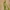 Raudonasis viržinukas - Anarta myrtilli, vikšras | Fotografijos autorius : Žilvinas Pūtys | © Macronature.eu | Macro photography web site