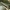 Kamaninis ugniukas - Aphomia sociella | Fotografijos autorius : Vidas Brazauskas | © Macronature.eu | Macro photography web site