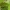 Bekotis ąžuolas - Quercus petraea | Fotografijos autorius : Gintautas Steiblys | © Macrogamta.lt | Šis tinklapis priklauso bendruomenei kuri domisi makro fotografija ir fotografuoja gyvąjį makro pasaulį.