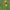 Belin pea - Lathyrus belinensis | Fotografijos autorius : Gintautas Steiblys | © Macrogamta.lt | Šis tinklapis priklauso bendruomenei kuri domisi makro fotografija ir fotografuoja gyvąjį makro pasaulį.