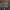 Beržinė žieviablakė - Aradus betulae, nimfa | Fotografijos autorius : Žilvinas Pūtys | © Macrogamta.lt | Šis tinklapis priklauso bendruomenei kuri domisi makro fotografija ir fotografuoja gyvąjį makro pasaulį.