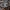 Beržinė žieviablakė - Aradus betulae, nimfa | Fotografijos autorius : Žilvinas Pūtys | © Macrogamta.lt | Šis tinklapis priklauso bendruomenei kuri domisi makro fotografija ir fotografuoja gyvąjį makro pasaulį.