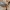 Beržinė žieviablakė - Aradus betulae | Fotografijos autorius : Gintautas Steiblys | © Macrogamta.lt | Šis tinklapis priklauso bendruomenei kuri domisi makro fotografija ir fotografuoja gyvąjį makro pasaulį.