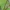 Beržinis šeriasprindis - Biston betularia, vikšras | Fotografijos autorius : Gintautas Steiblys | © Macrogamta.lt | Šis tinklapis priklauso bendruomenei kuri domisi makro fotografija ir fotografuoja gyvąjį makro pasaulį.