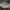 Beržinis pintenis - Fomitopsis betulina | Fotografijos autorius : Žilvinas Pūtys | © Macrogamta.lt | Šis tinklapis priklauso bendruomenei kuri domisi makro fotografija ir fotografuoja gyvąjį makro pasaulį.