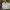 Beržinis pintenis - Fomitopsis betulina | Fotografijos autorius : Gintautas Steiblys | © Macrogamta.lt | Šis tinklapis priklauso bendruomenei kuri domisi makro fotografija ir fotografuoja gyvąjį makro pasaulį.