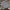 Beržinis pintenis - Fomitopsis betulina  | Fotografijos autorius : Gintautas Steiblys | © Macrogamta.lt | Šis tinklapis priklauso bendruomenei kuri domisi makro fotografija ir fotografuoja gyvąjį makro pasaulį.