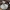 Beržyninė ūmėdė - Russula betularum | Fotografijos autorius : Vytautas Gluoksnis | © Macrogamta.lt | Šis tinklapis priklauso bendruomenei kuri domisi makro fotografija ir fotografuoja gyvąjį makro pasaulį.