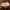 Beržyninė ūmedė - Russula betularum. | Fotografijos autorius : Vitalij Drozdov | © Macrogamta.lt | Šis tinklapis priklauso bendruomenei kuri domisi makro fotografija ir fotografuoja gyvąjį makro pasaulį.