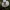 Beržyninė ūmedė - Russula betularum. | Fotografijos autorius : Vitalij Drozdov | © Macrogamta.lt | Šis tinklapis priklauso bendruomenei kuri domisi makro fotografija ir fotografuoja gyvąjį makro pasaulį.