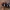 Bervidinis kailiavabalis - Anthrenus scrophulariae | Fotografijos autorius : Žilvinas Pūtys | © Macrogamta.lt | Šis tinklapis priklauso bendruomenei kuri domisi makro fotografija ir fotografuoja gyvąjį makro pasaulį.