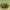 Vyšninis sėklagraužis - Anthonomus rectirostris | Fotografijos autorius : Vidas Brazauskas | © Macronature.eu | Macro photography web site