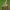 Smailiagalvė skydblakė - Aelia acuminata | Fotografijos autorius : Vidas Brazauskas | © Macronature.eu | Macro photography web site