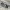 Smiltbitė - Andrena vaga | Fotografijos autorius : Gintautas Steiblys | © Macrogamta.lt | Šis tinklapis priklauso bendruomenei kuri domisi makro fotografija ir fotografuoja gyvąjį makro pasaulį.