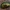 Žaliasis girinukas - Plagiosterna aenea | Fotografijos autorius : Žilvinas Pūtys | © Macrogamta.lt | Šis tinklapis priklauso bendruomenei kuri domisi makro fotografija ir fotografuoja gyvąjį makro pasaulį.