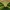 Gudobelinė skydblakė - Acanthosoma haemorrhoidale, nimfa | Fotografijos autorius : Vidas Brazauskas | © Macrogamta.lt | Šis tinklapis priklauso bendruomenei kuri domisi makro fotografija ir fotografuoja gyvąjį makro pasaulį.