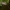 Blindinis rusvys - Lochmaea caprea | Fotografijos autorius : Žilvinas Pūtys | © Macrogamta.lt | Šis tinklapis priklauso bendruomenei kuri domisi makro fotografija ir fotografuoja gyvąjį makro pasaulį.