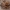 Blizgusis maišarezgis - Clubiona caerulescens ♀ | Fotografijos autorius : Žilvinas Pūtys | © Macrogamta.lt | Šis tinklapis priklauso bendruomenei kuri domisi makro fotografija ir fotografuoja gyvąjį makro pasaulį.