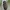 Blizgiavabalis - Capnodis tenebricosa | Fotografijos autorius : Gintautas Steiblys | © Macrogamta.lt | Šis tinklapis priklauso bendruomenei kuri domisi makro fotografija ir fotografuoja gyvąjį makro pasaulį.