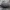 Blizgiavabalis - Capnodis tenebricosa | Fotografijos autorius : Žilvinas Pūtys | © Macrogamta.lt | Šis tinklapis priklauso bendruomenei kuri domisi makro fotografija ir fotografuoja gyvąjį makro pasaulį.