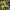 Raudonžiedis progailis (mėlynoji forma) - Lysimachia arvensis ssp. platyphylla | Fotografijos autorius : Gintautas Steiblys | © Macrogamta.lt | Šis tinklapis priklauso bendruomenei kuri domisi makro fotografija ir fotografuoja gyvąjį makro pasaulį.