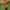 Blyškioji džioveklė - Orobanche reticulata | Fotografijos autorius : Gintautas Steiblys | © Macrogamta.lt | Šis tinklapis priklauso bendruomenei kuri domisi makro fotografija ir fotografuoja gyvąjį makro pasaulį.