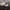 Pavasarinė tauriabudė - Bonomyces sinopicus | Fotografijos autorius : Vitalij Drozdov | © Macrogamta.lt | Šis tinklapis priklauso bendruomenei kuri domisi makro fotografija ir fotografuoja gyvąjį makro pasaulį.