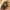 Vaivorykštinis musgaudis - Evarcha arcuata ♂ | Fotografijos autorius : Vidas Brazauskas | © Macronature.eu | Macro photography web site