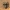 Vaivorykštinis musgaudis - Evarcha arcuata ♂ | Fotografijos autorius : Vidas Brazauskas | © Macronature.eu | Macro photography web site