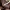 Kupstinė trapiabudė - Britzelmayria multipedata | Fotografijos autorius : Vitalij Drozdov | © Macrogamta.lt | Šis tinklapis priklauso bendruomenei kuri domisi makro fotografija ir fotografuoja gyvąjį makro pasaulį.